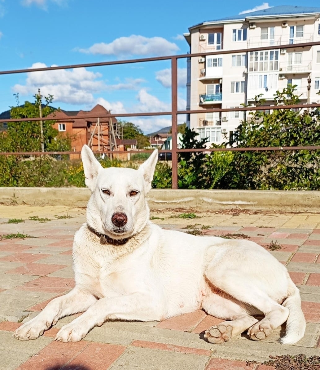 Найдена собака в Новороссийске — фото объявления