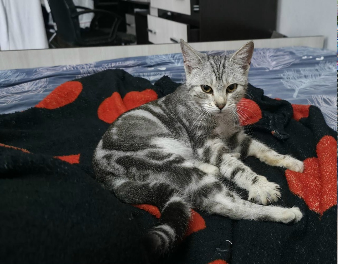 Найдена кошка в Новороссийске — фото объявления