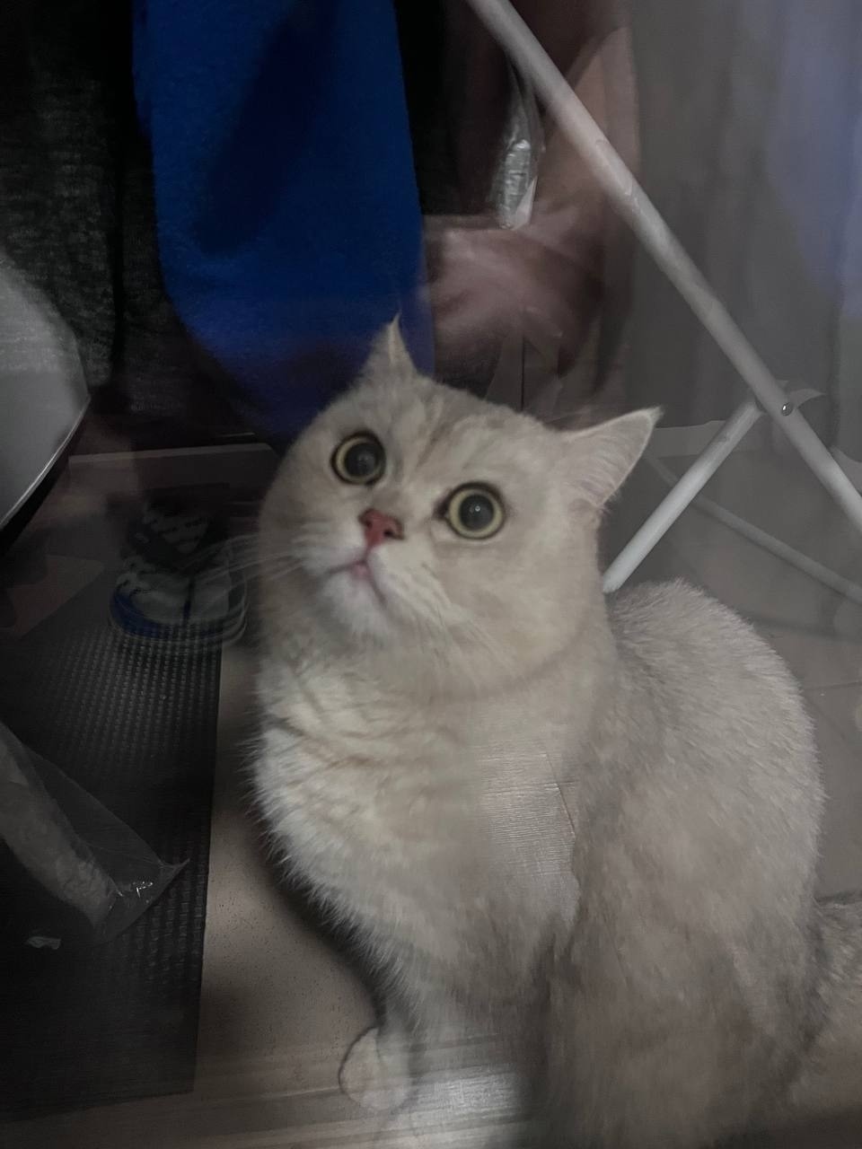 Найдена кошка в Новороссийске — фото объявления