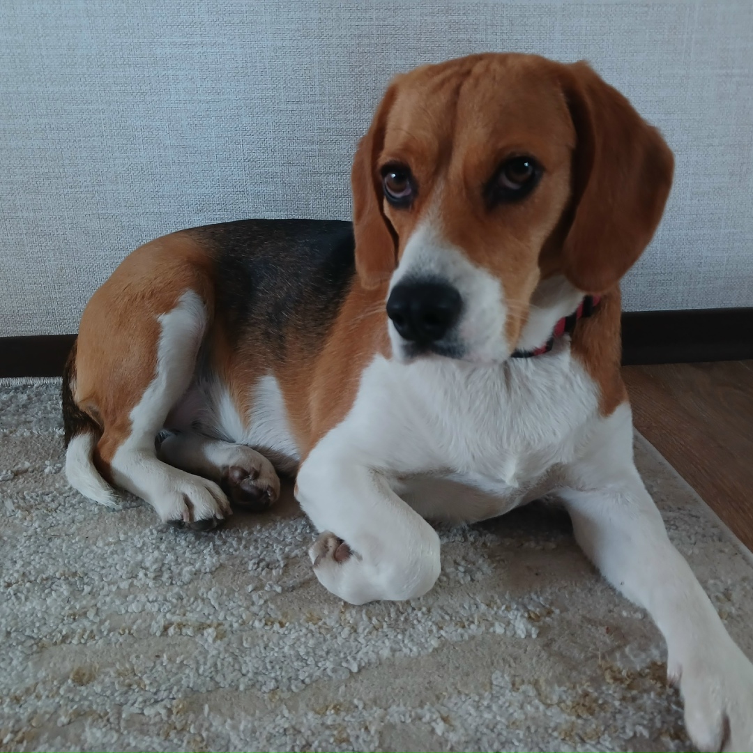 Пропала собака в Новороссийске — фото объявления