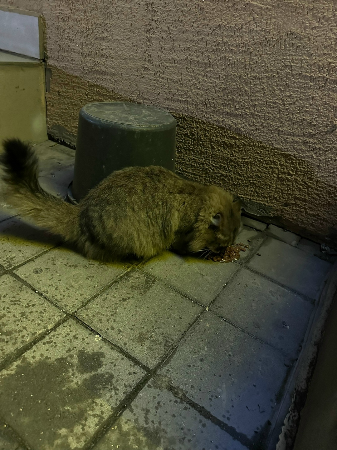 Пропала кошка в Новороссийске — фото объявления