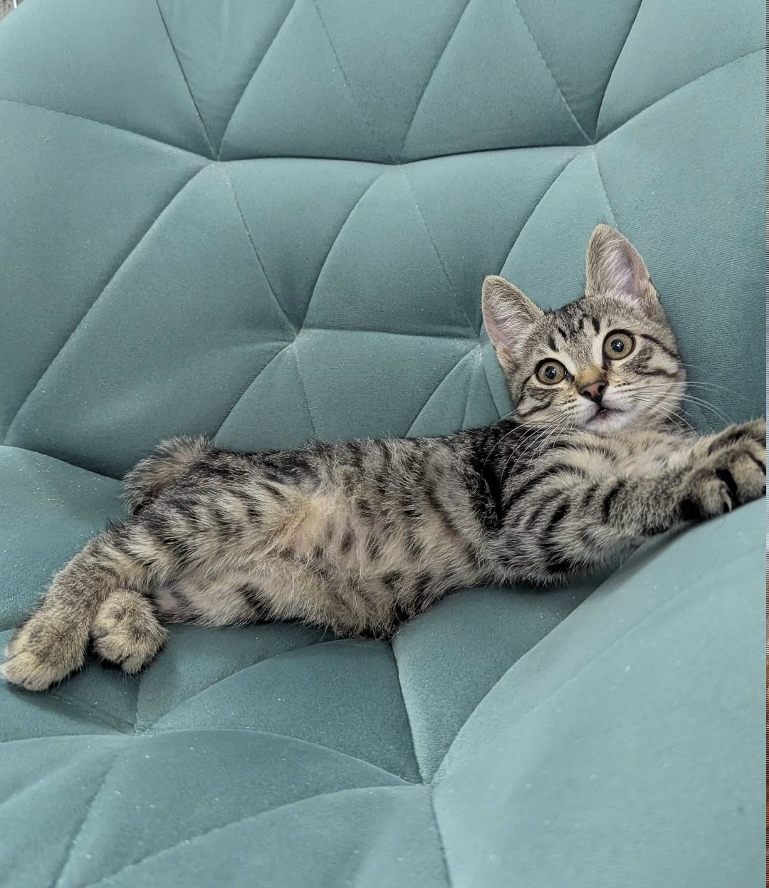 Найдена кошка в Новороссийске — фото объявления