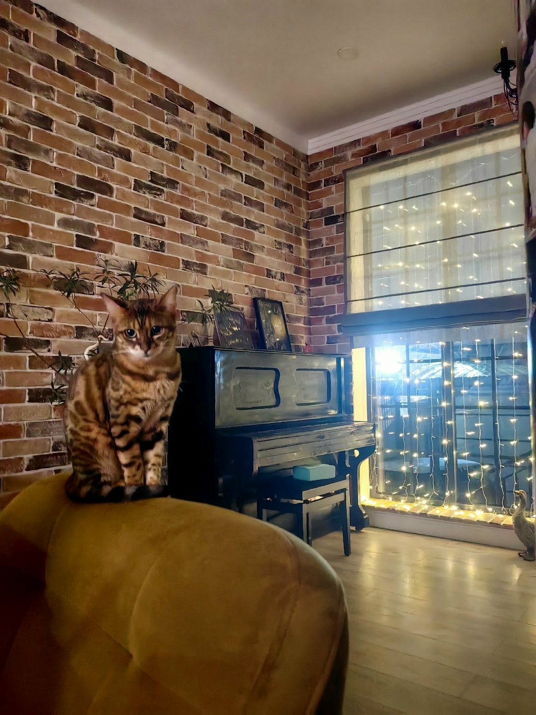 Пропала кошка в Новороссийске — фото объявления