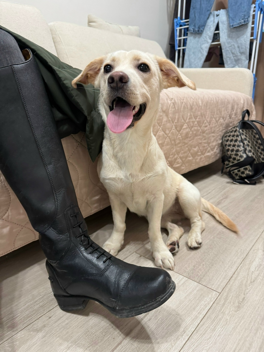 Найдена собака в Новороссийске — фото объявления