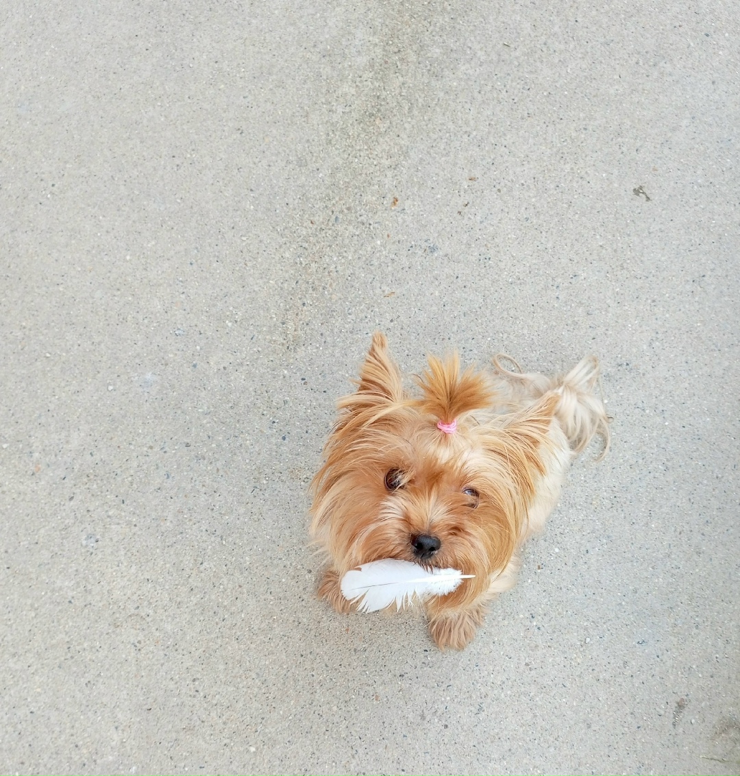 Пропала собака в Новороссийске — фото объявления