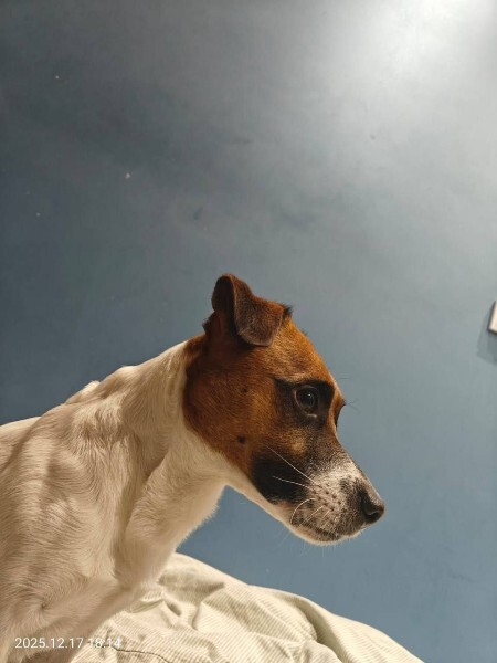 Найдена собака в Новороссийске — фото объявления