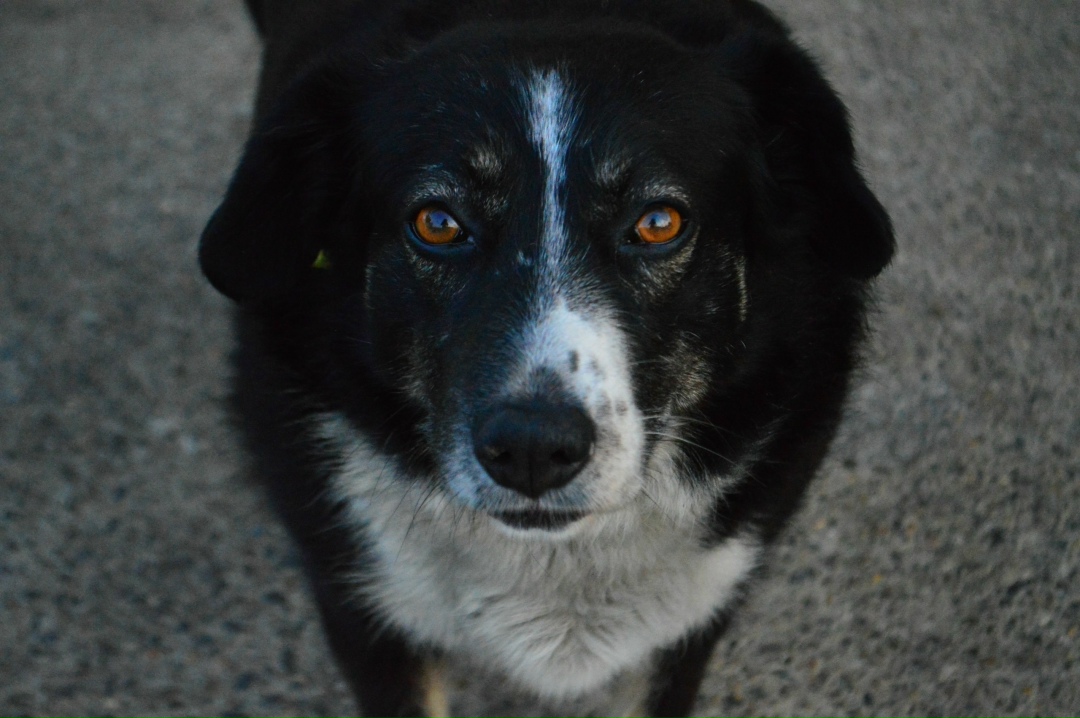 Пропала собака в Новороссийске — фото объявления