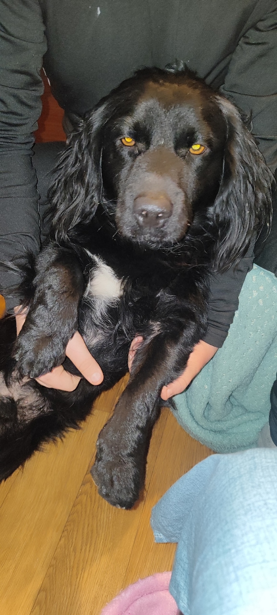 Пропала собака в Новороссийске — фото объявления