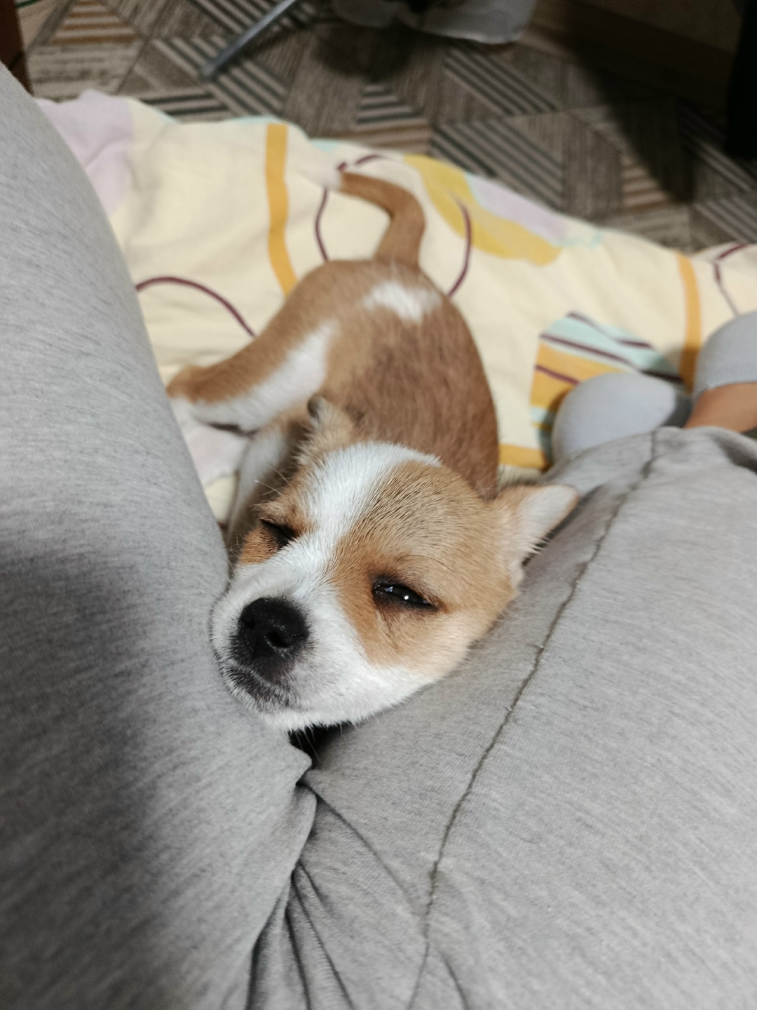 Пропала собака в Новороссийске — фото объявления