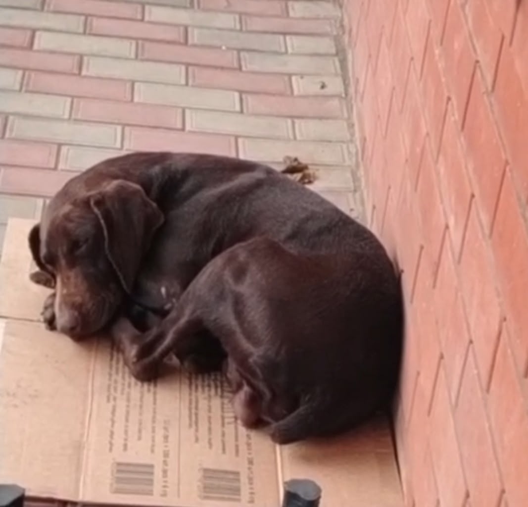 Найдена собака в Новороссийске — фото объявления