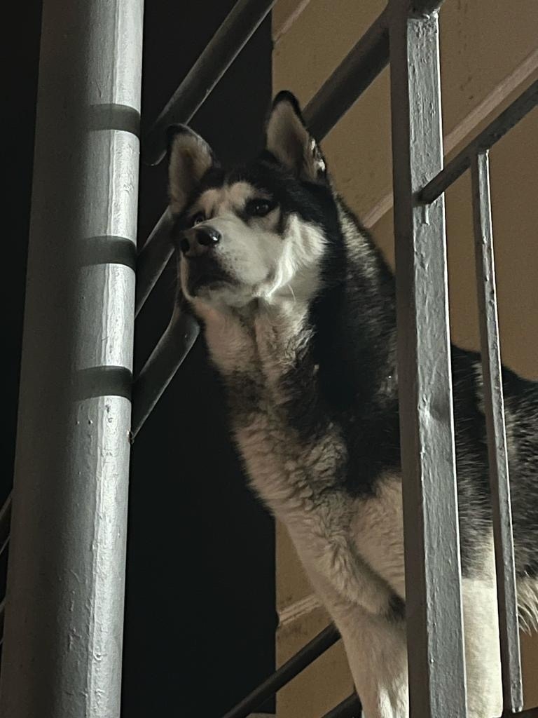 Пропала собака в Новороссийске — фото объявления