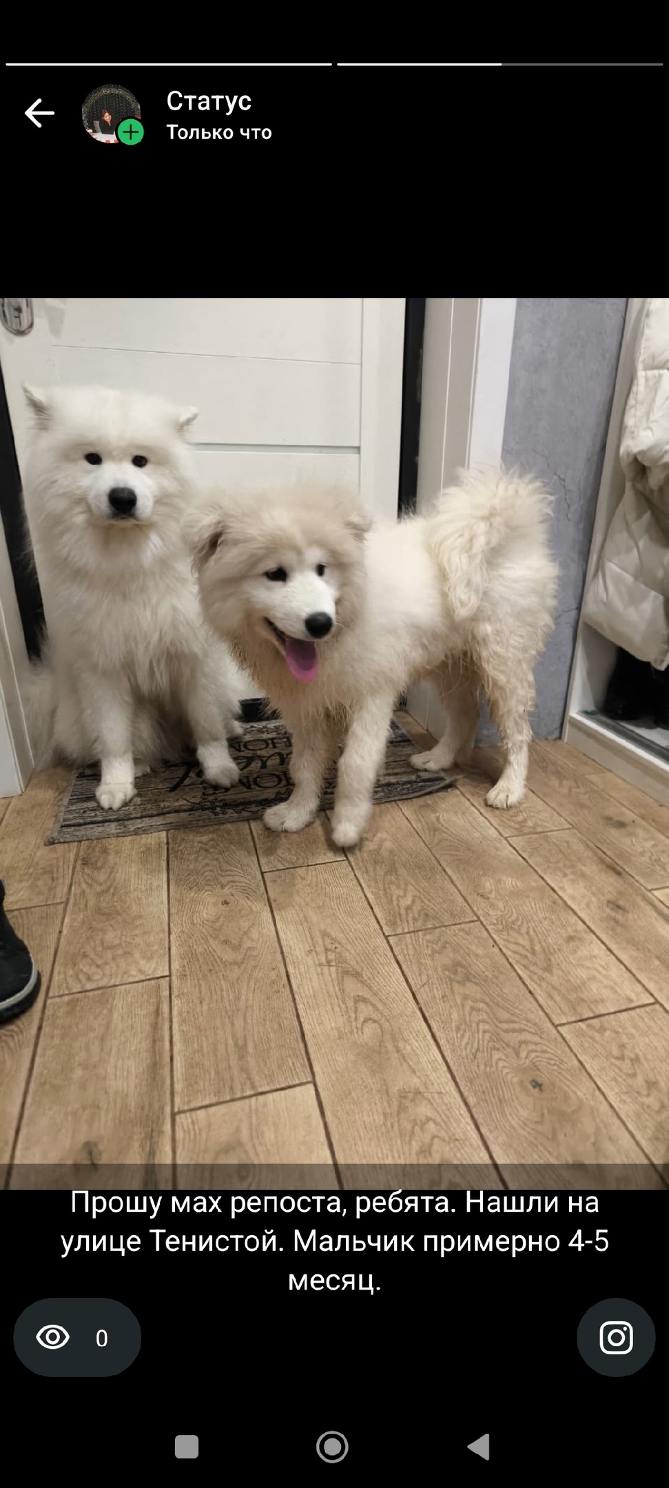 Найдена собака в Новороссийске — фото объявления