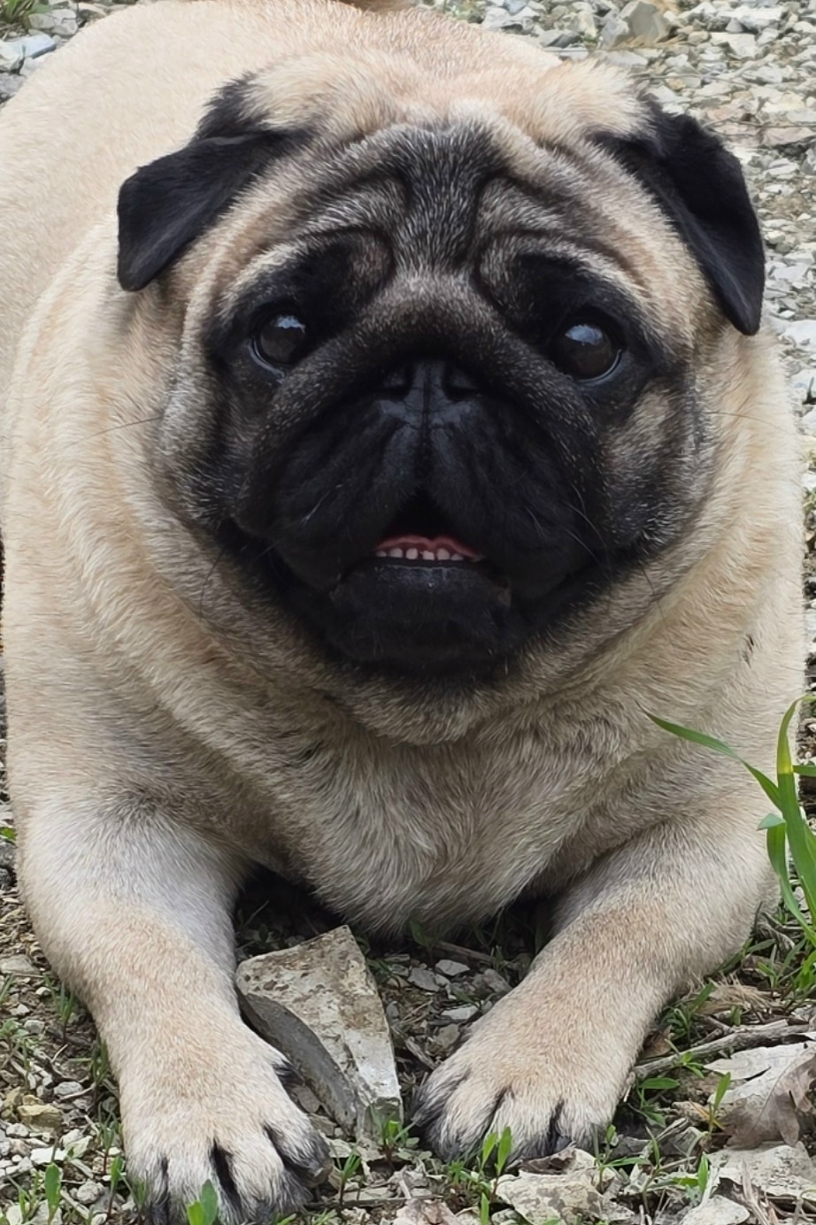 Пропала собака в Новороссийске — фото объявления