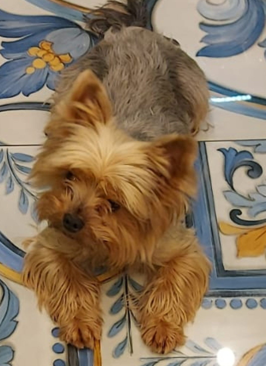 Найдена собака в Новороссийске — фото объявления