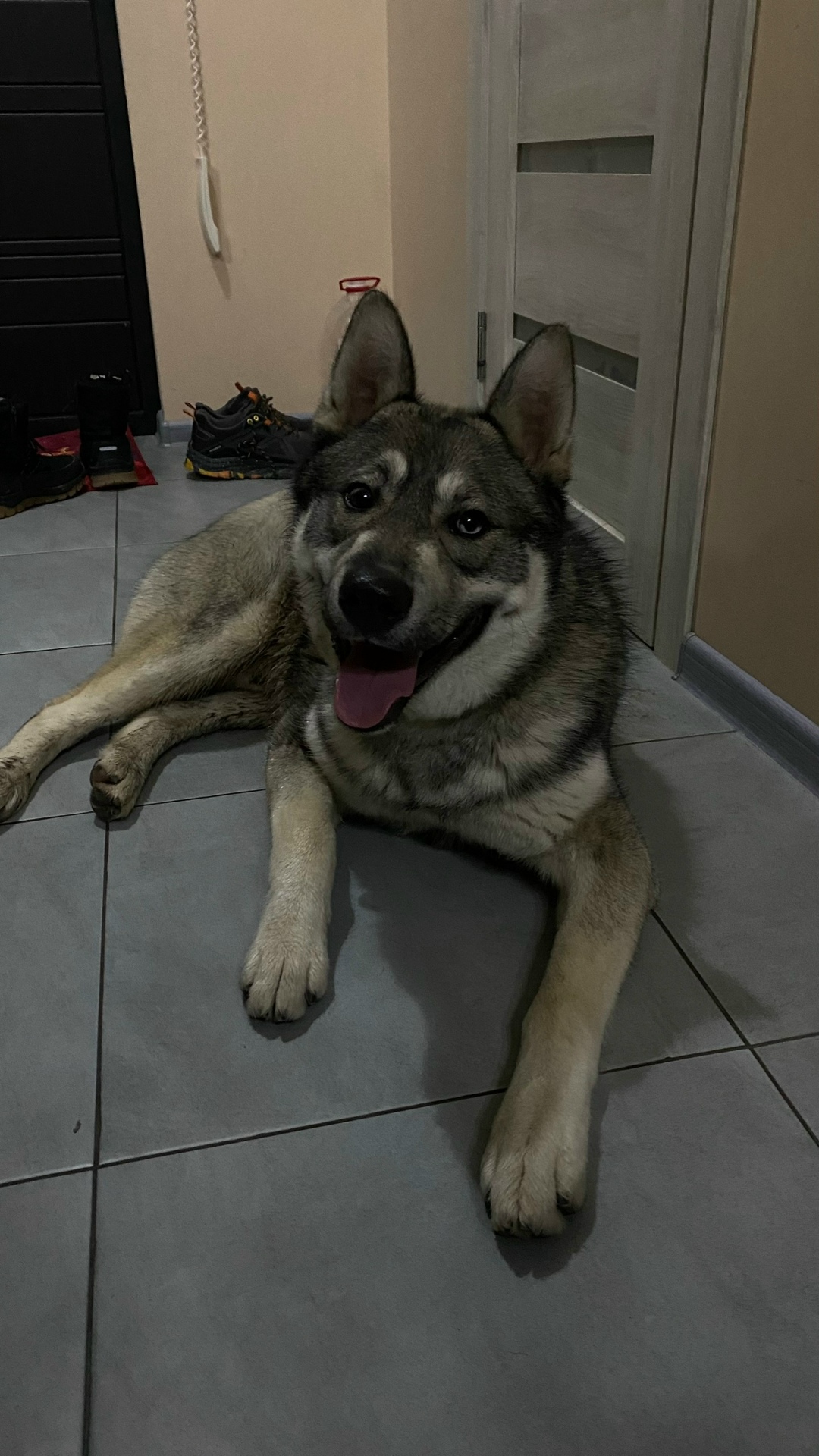 Найдена собака в Новороссийске — фото объявления