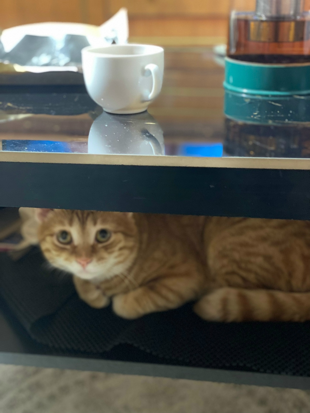 Пропала кошка в Новороссийске — фото объявления