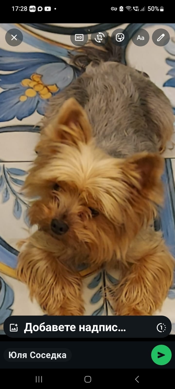 Найдена собака в Новороссийске — фото объявления