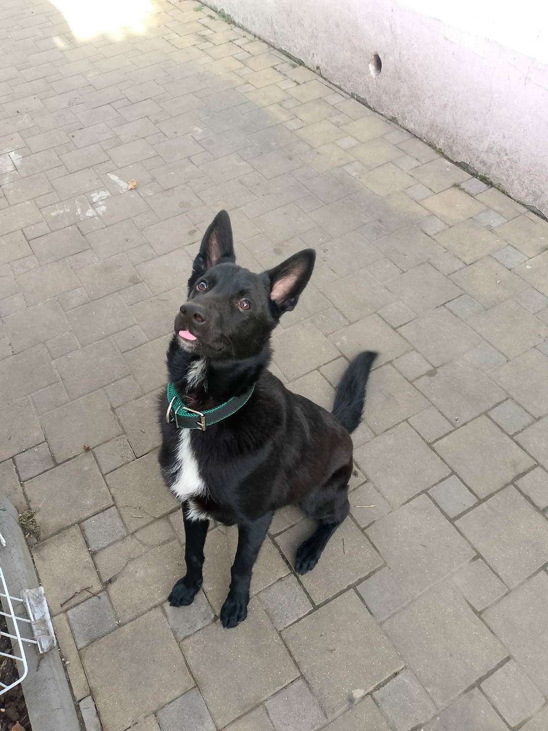 Пропала собака в Новороссийске — фото объявления