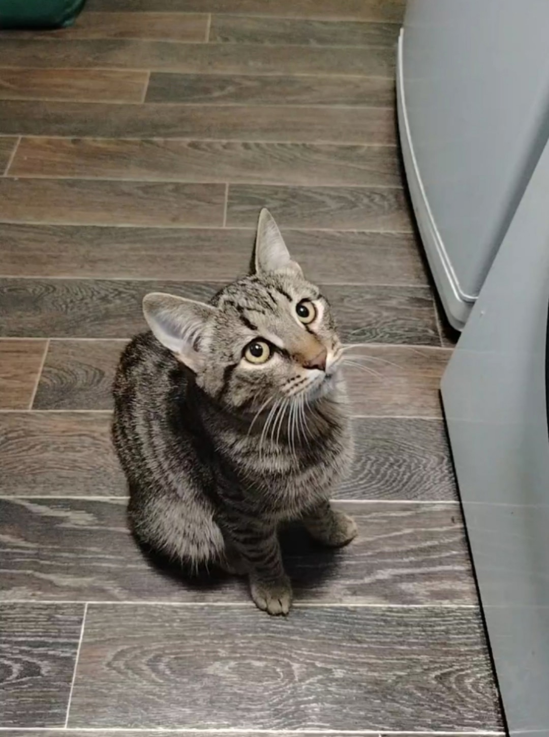 Пропала кошка в Новороссийске — фото объявления