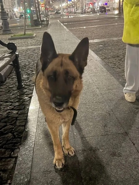 Пропала собака в Новороссийске — фото объявления