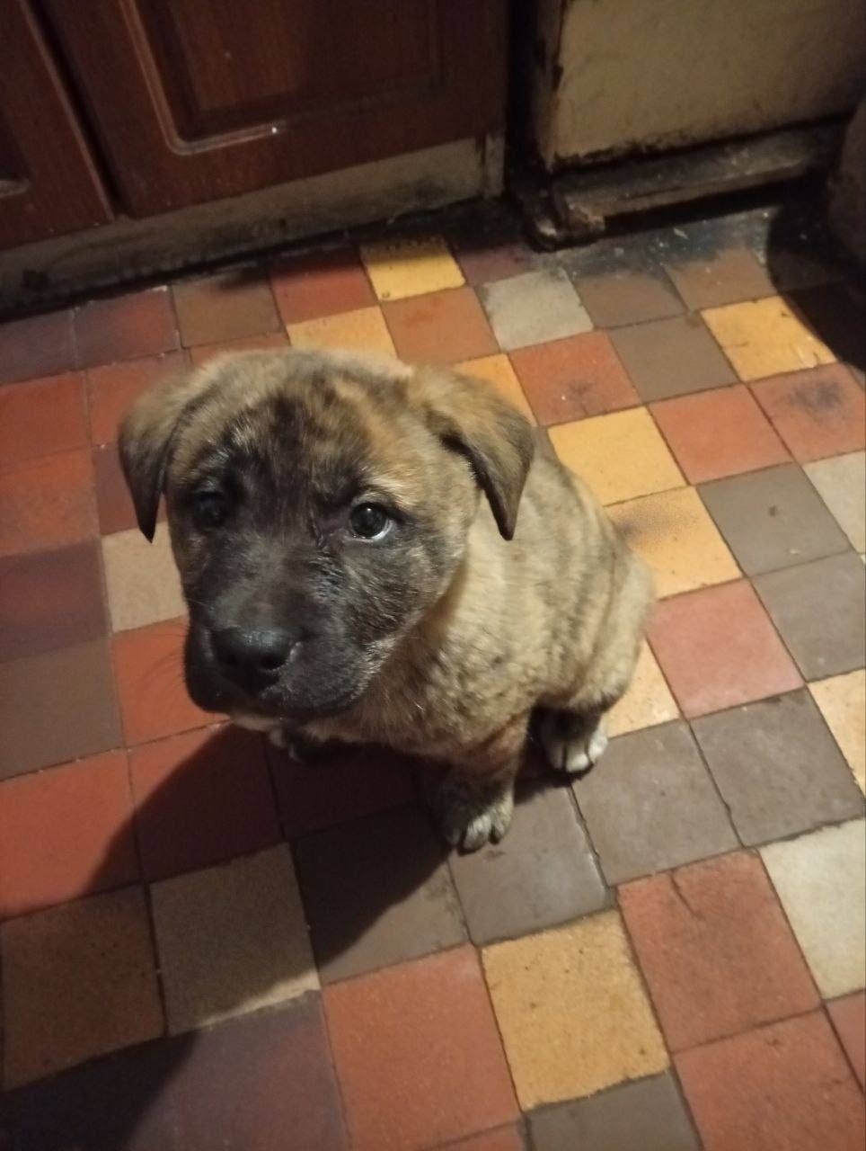 Найдена собака в Новороссийске — фото объявления