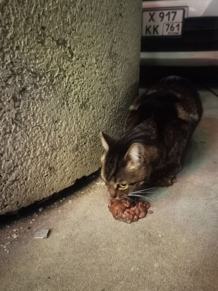 Найдена кошка в Новороссийске — фото объявления