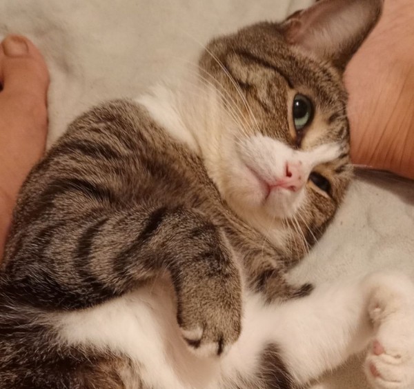 Пропала собака в Новороссийске — фото объявления