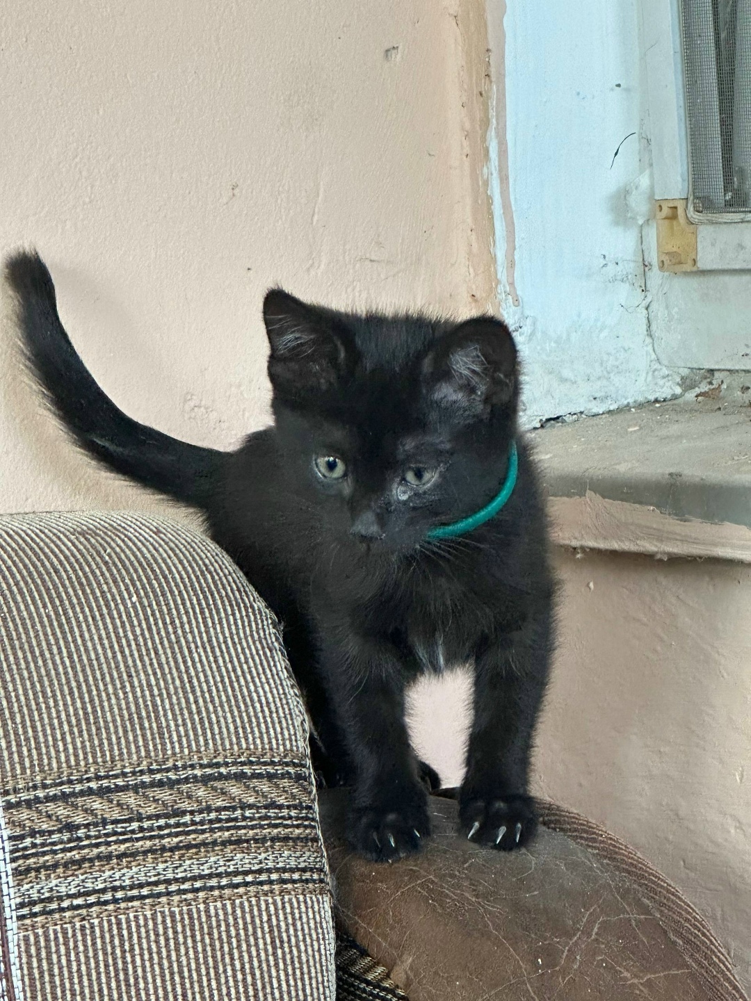 Пропала кошка в Новороссийске — фото объявления