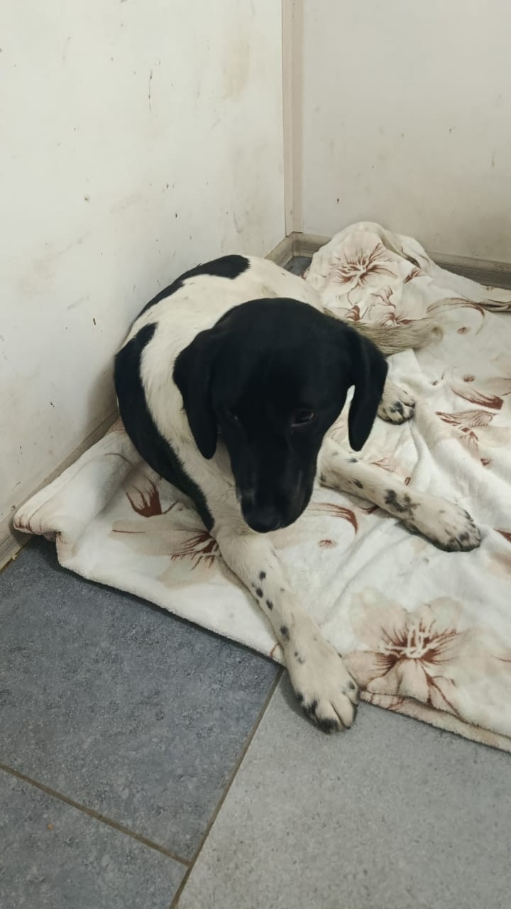 Найдена собака в Новороссийске — фото объявления