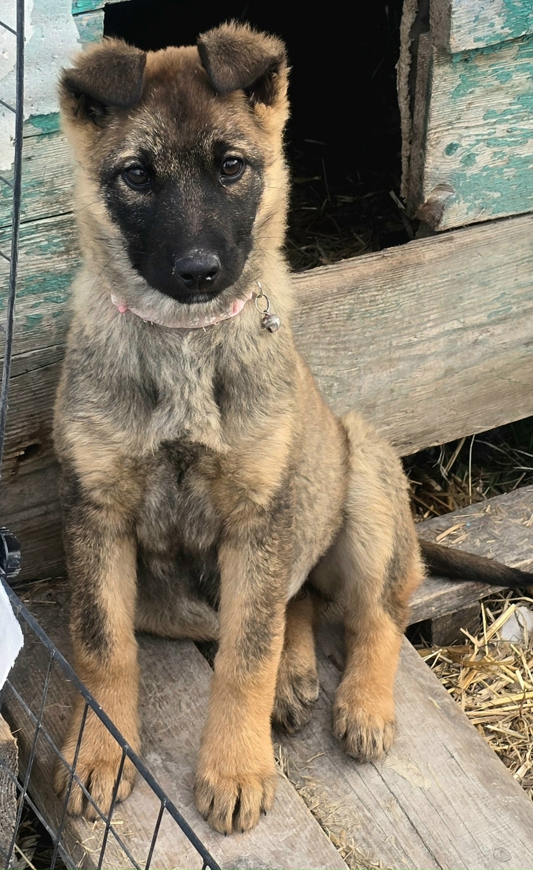 Найдена собака в Новороссийске — фото объявления