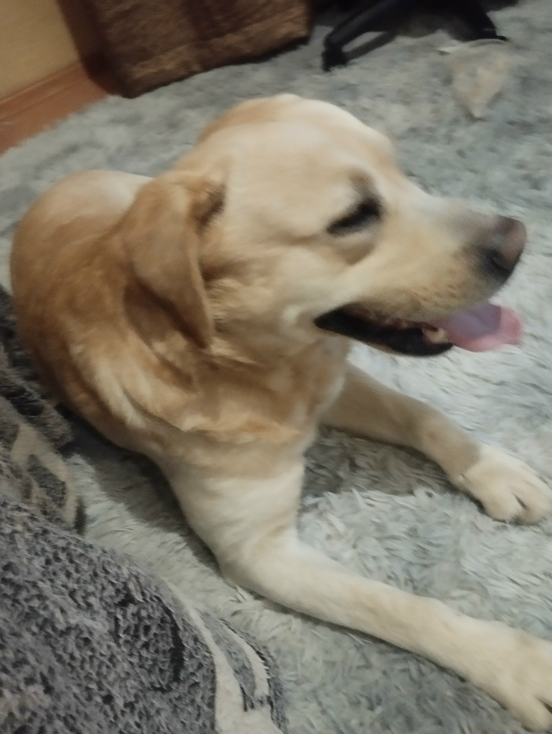 Найдена собака в Новороссийске — фото объявления