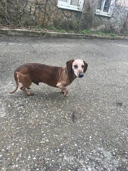 Пропала собака в Новороссийске — фото объявления