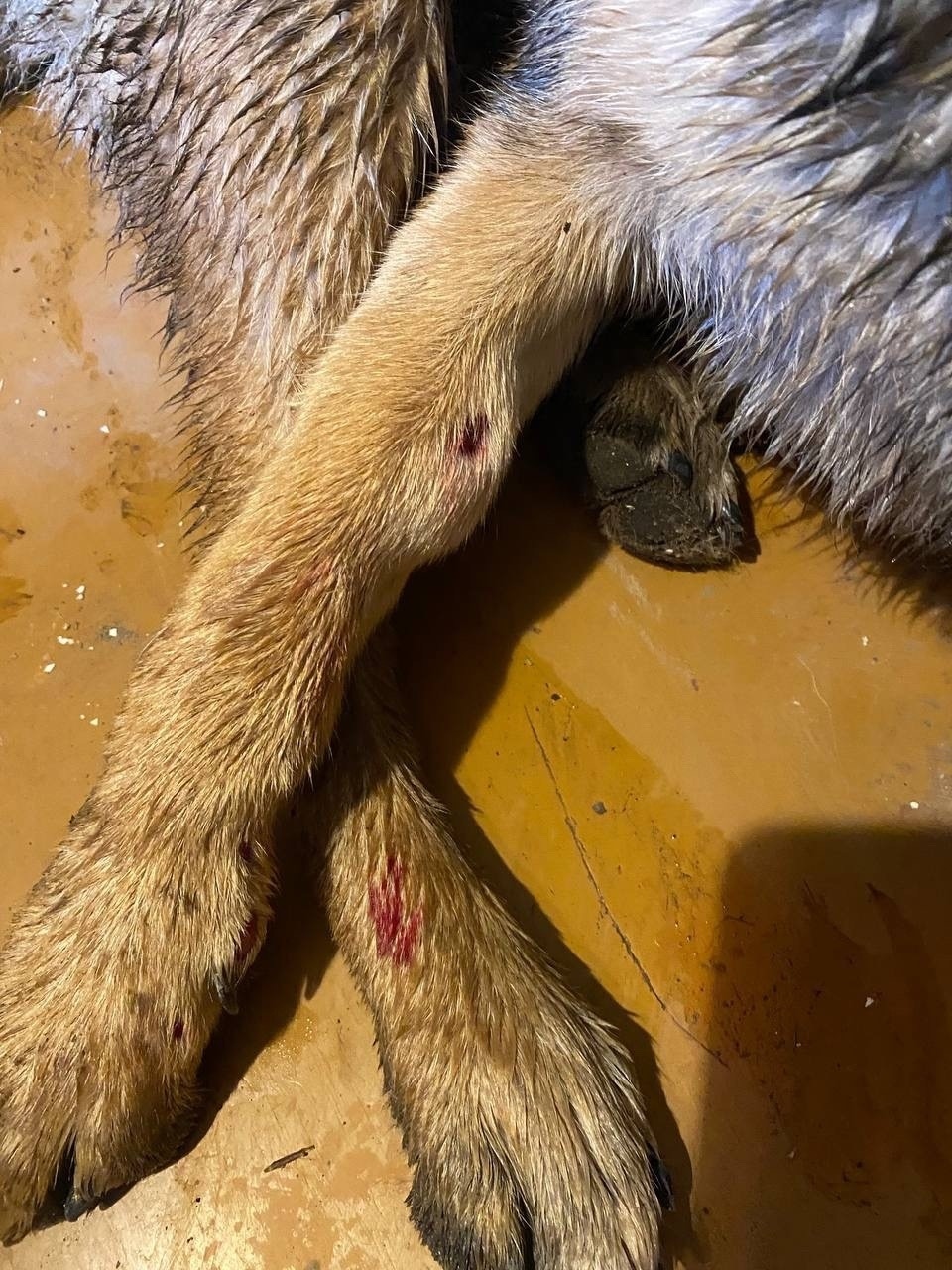 Найдена собака в Новороссийске — фото объявления