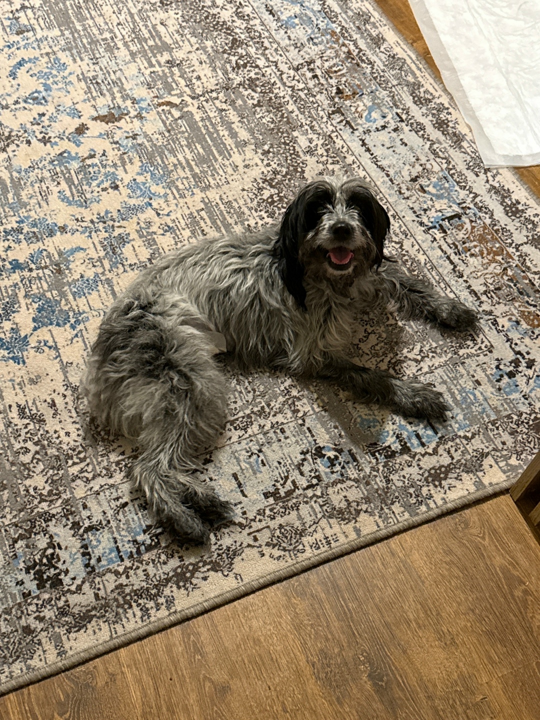 Найдена собака в Новороссийске — фото объявления