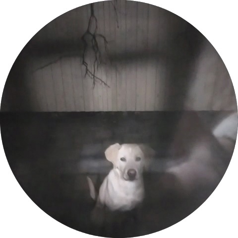 Пропала собака в Новороссийске — фото объявления