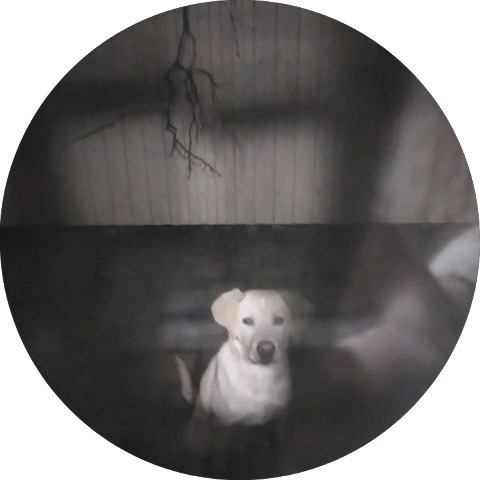 Пропала собака в Новороссийске — фото объявления