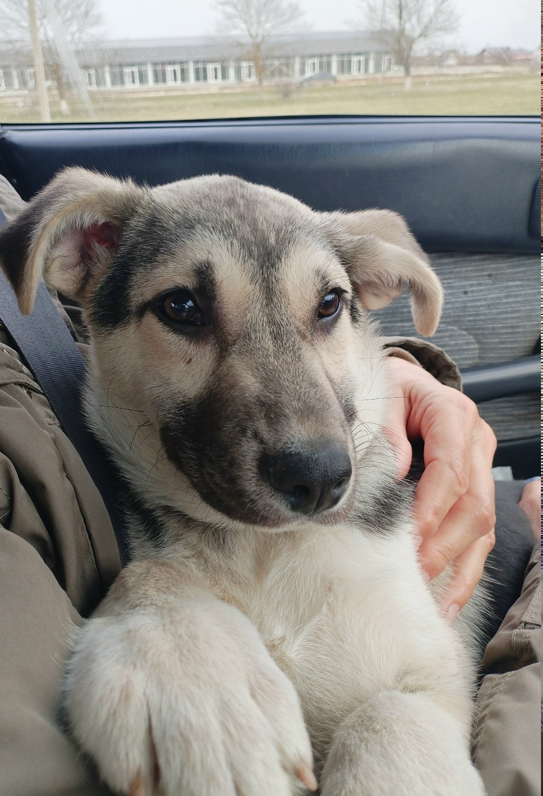 Найдена собака в Новороссийске — фото объявления