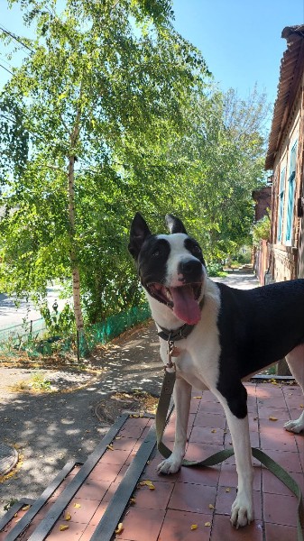 Пропала собака в Новороссийске — фото объявления