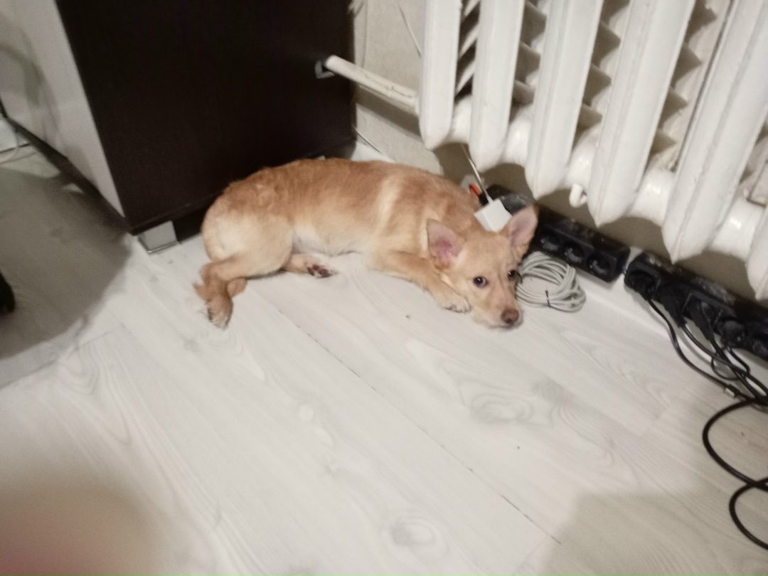 Найдена собака в Новороссийске — фото объявления