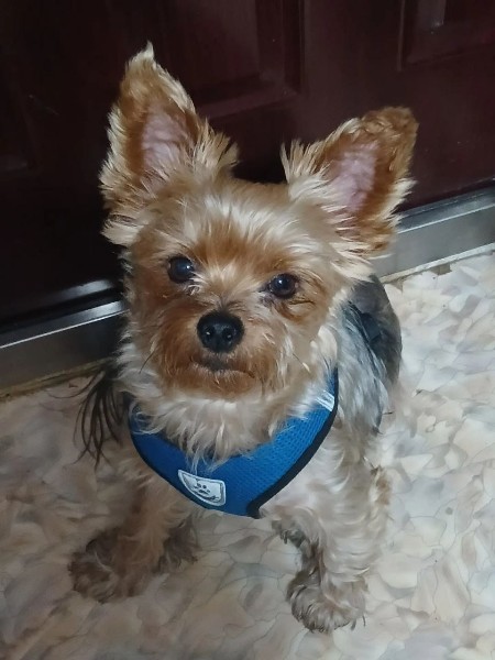 Пропала собака в Новороссийске — фото объявления