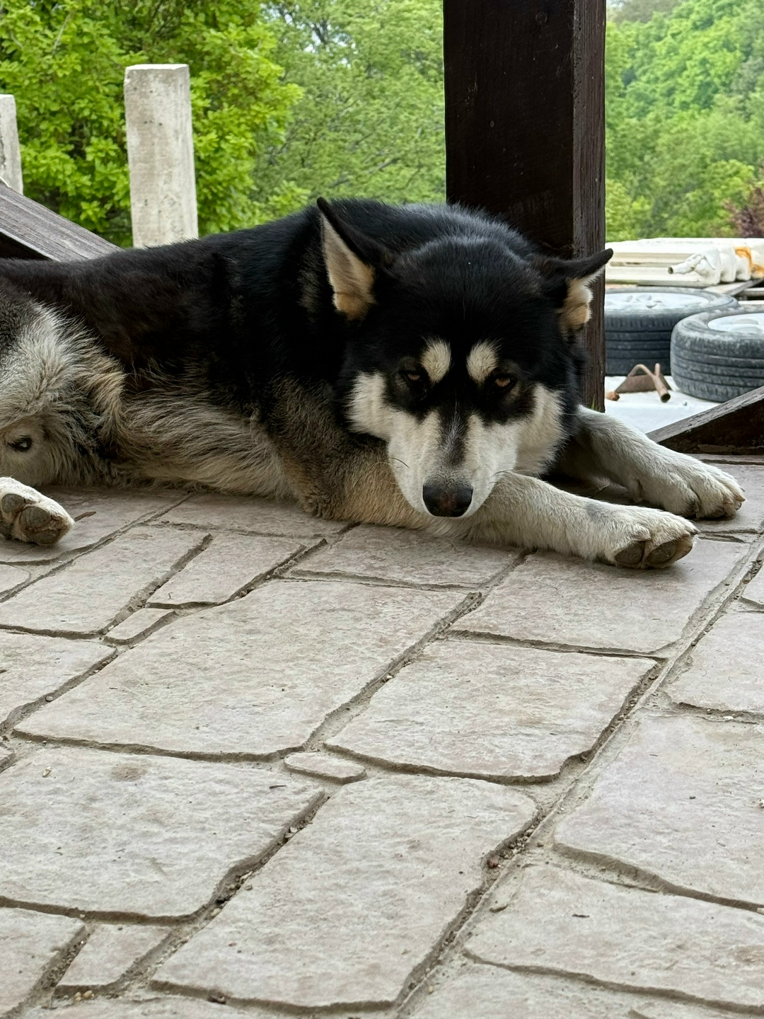 Пропала собака в Новороссийске — фото объявления