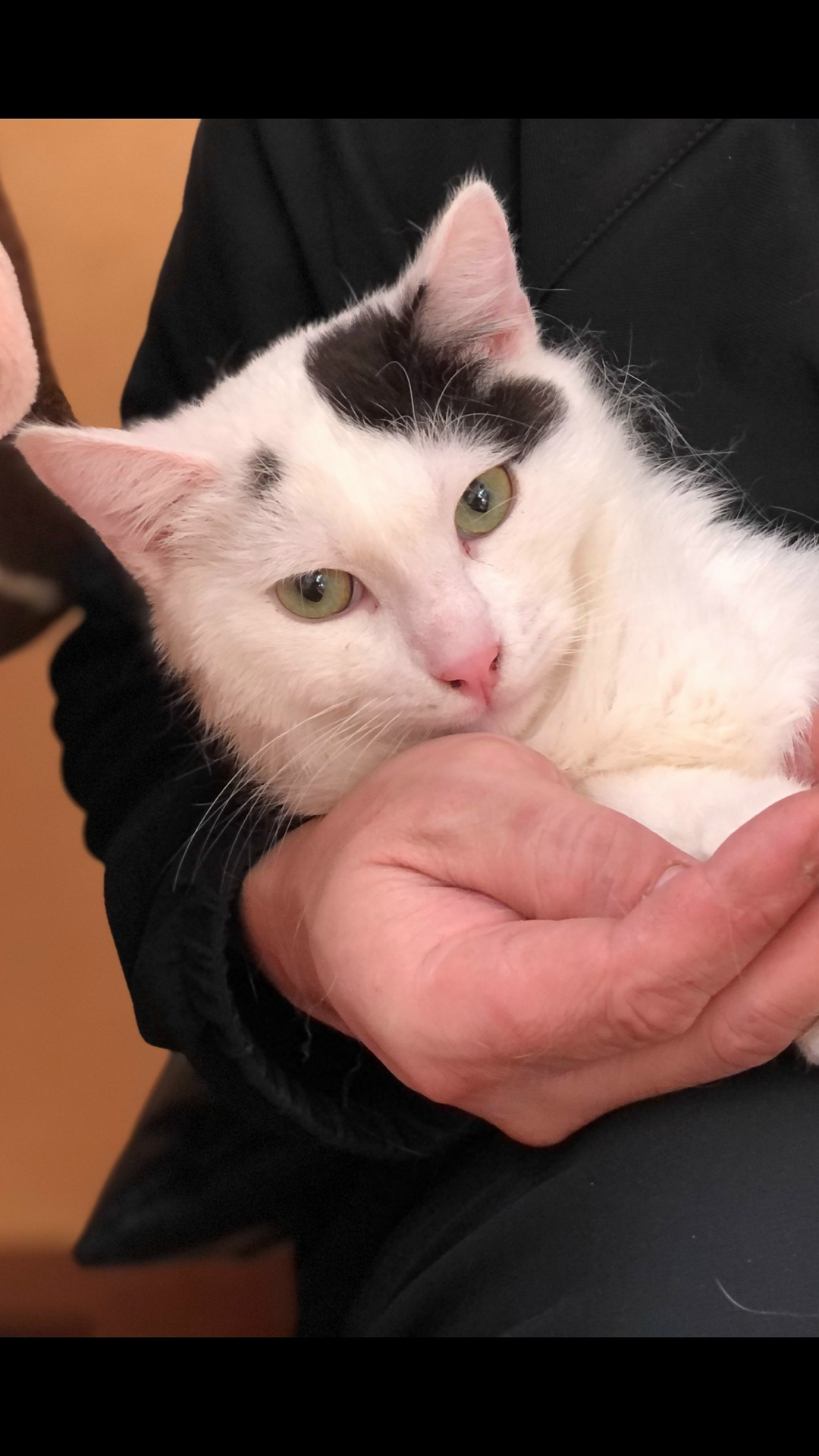 Пропала кошка в Новороссийске — фото объявления