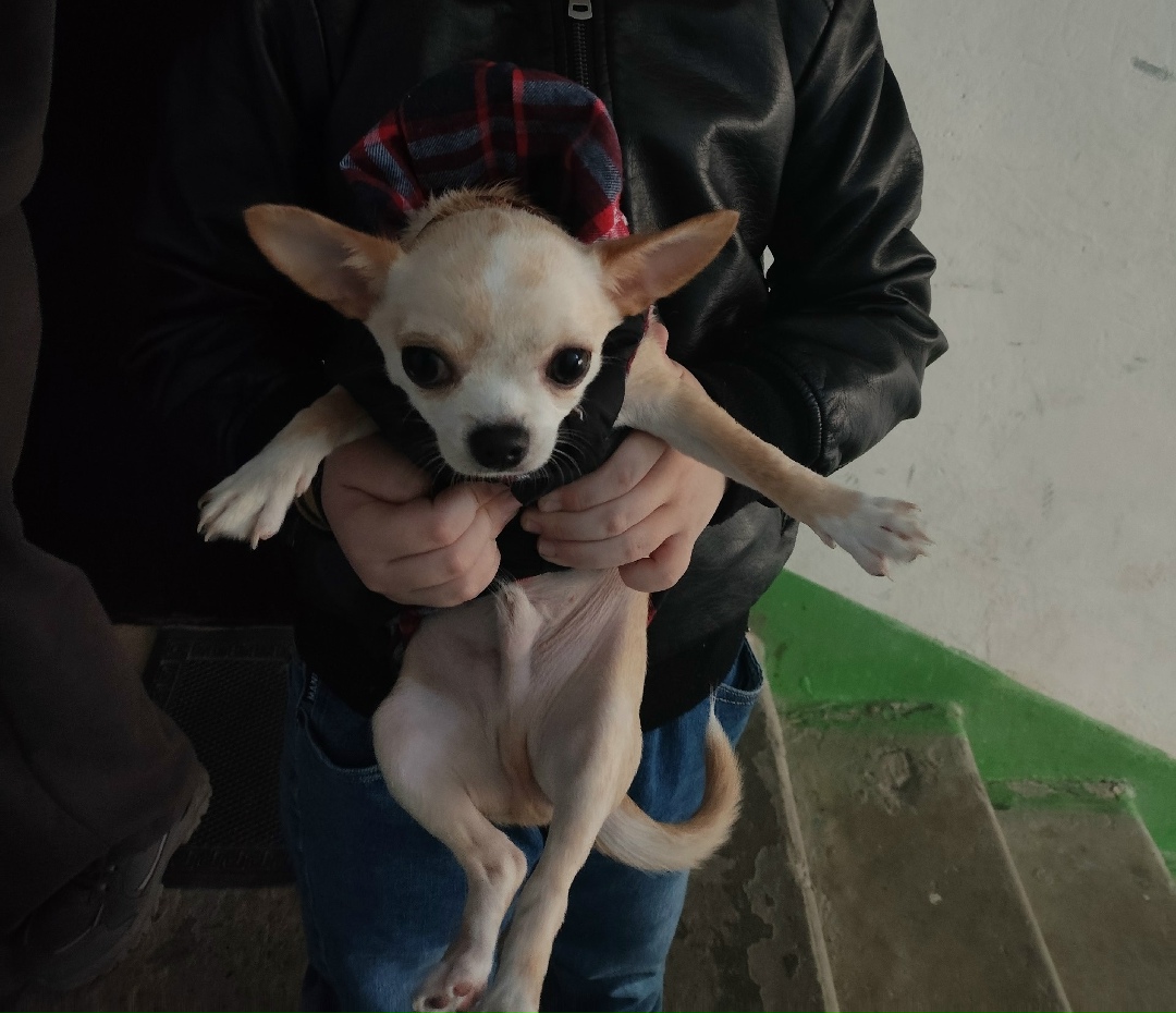 Пропала собака в Новороссийске — фото объявления