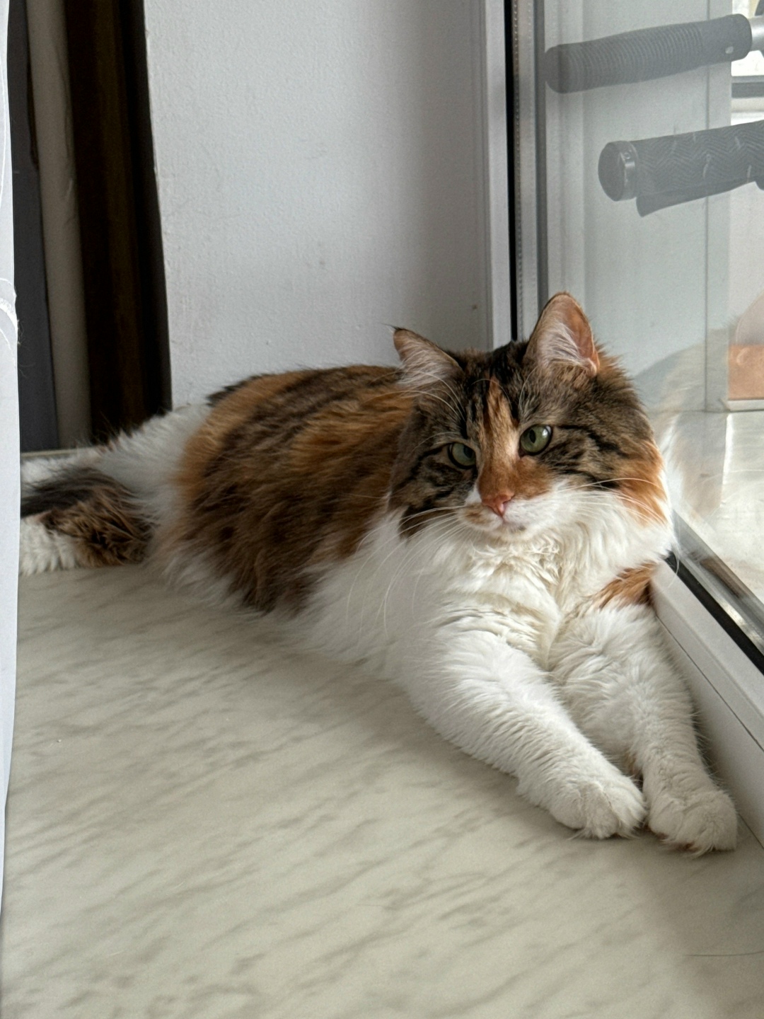 Найдена кошка в Новороссийске — фото объявления