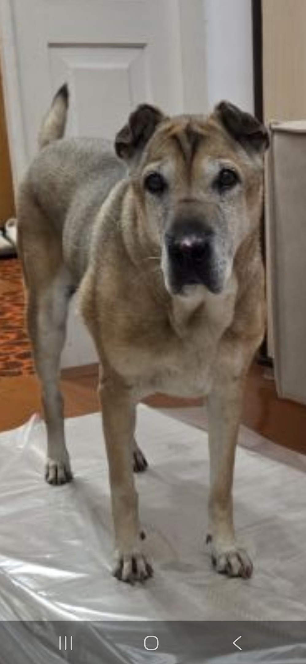 Пропала собака в Новороссийске — фото объявления