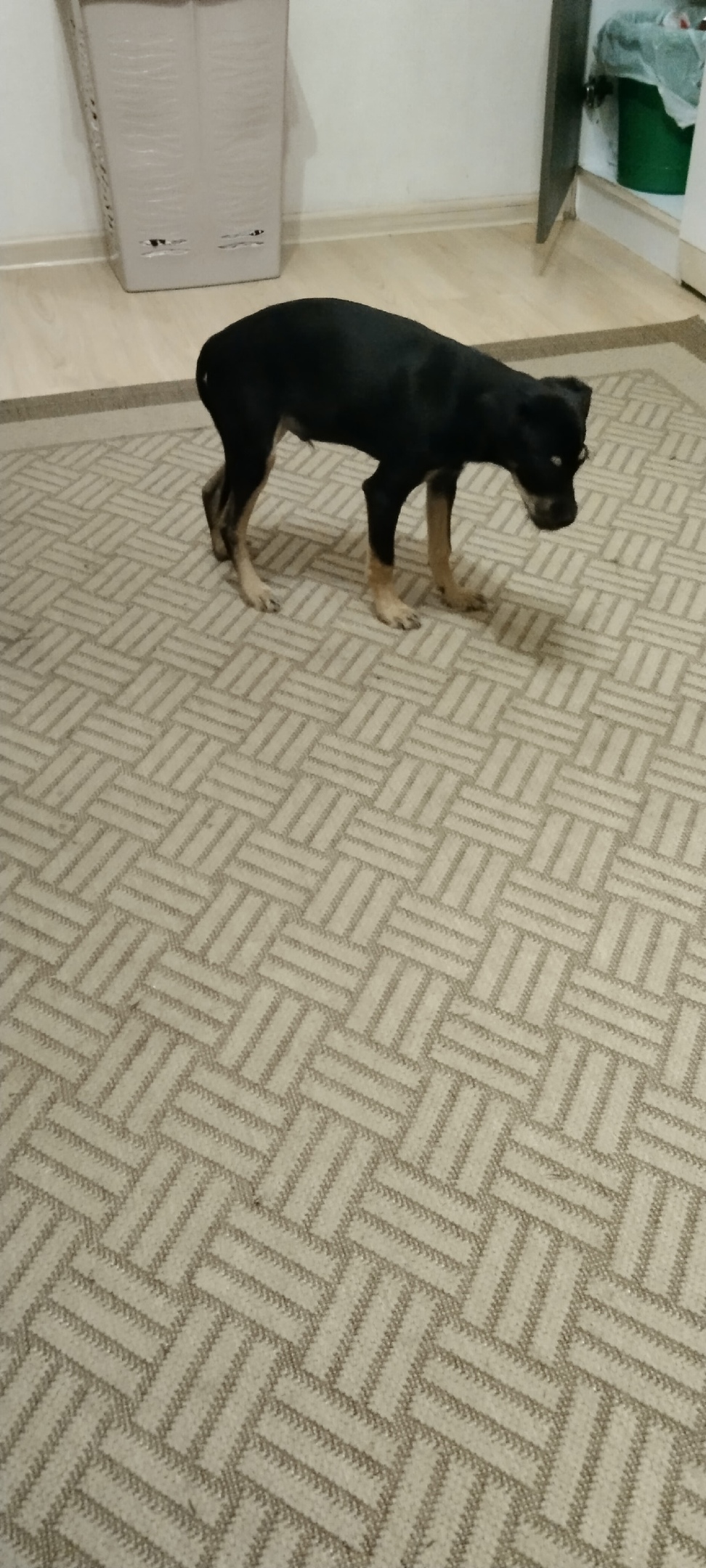 Пропала собака в Новороссийске — фото объявления