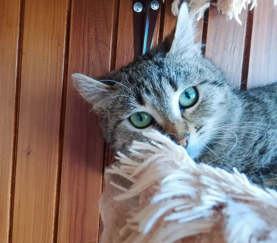 Пропала собака в Новороссийске — фото объявления