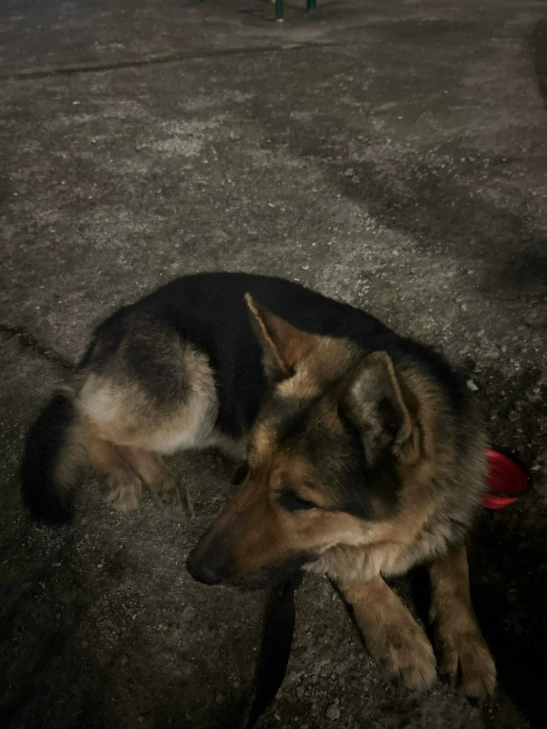 Найдена собака в Новороссийске — фото объявления