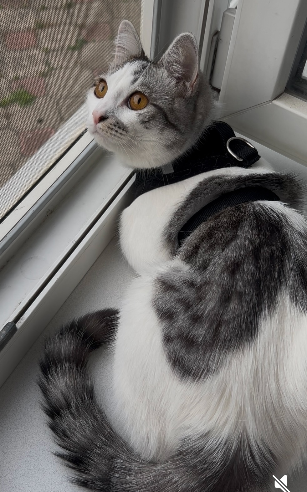 Пропала кошка в Новороссийске — фото объявления