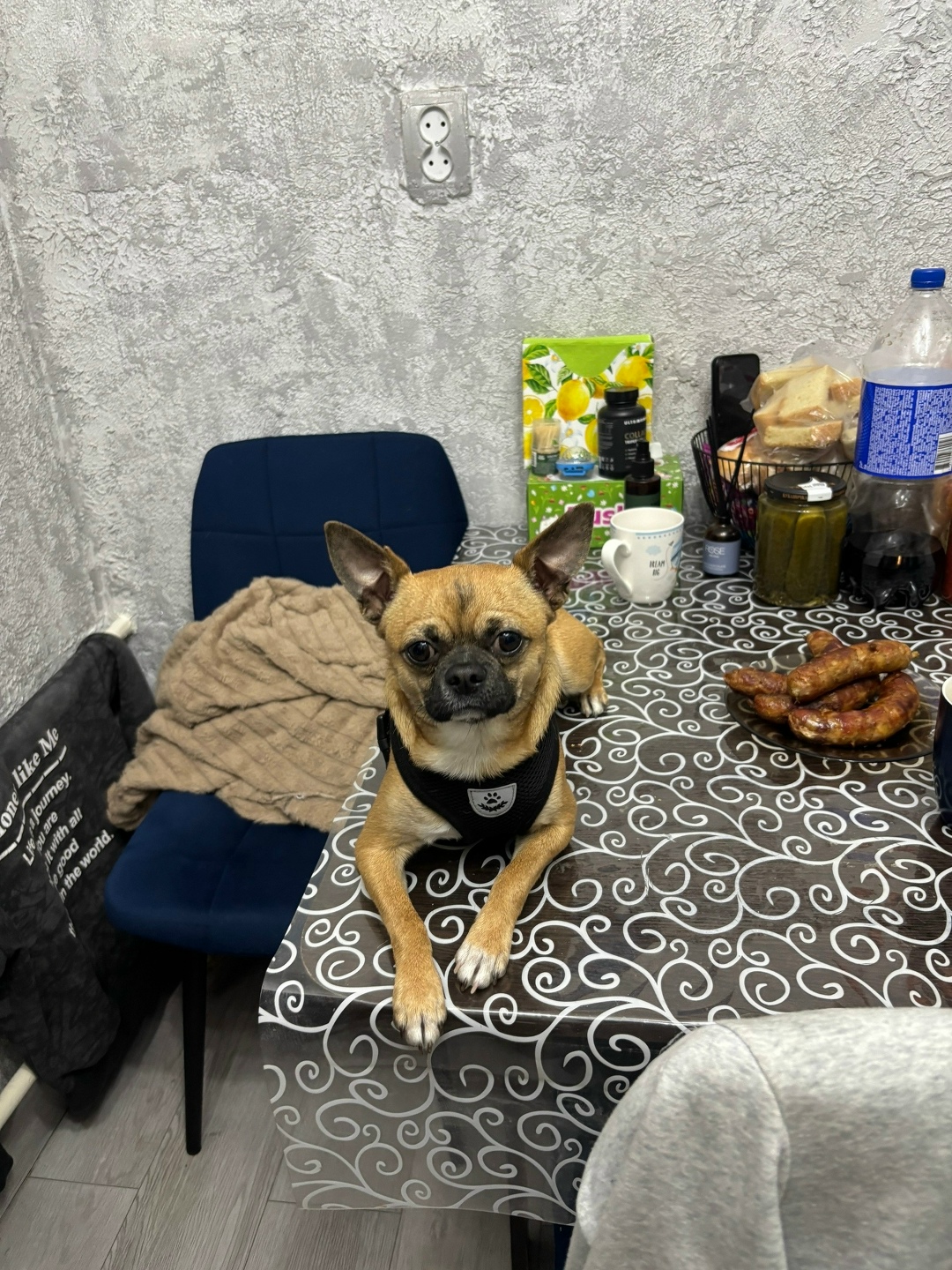 Пропала собака в Новороссийске — фото объявления